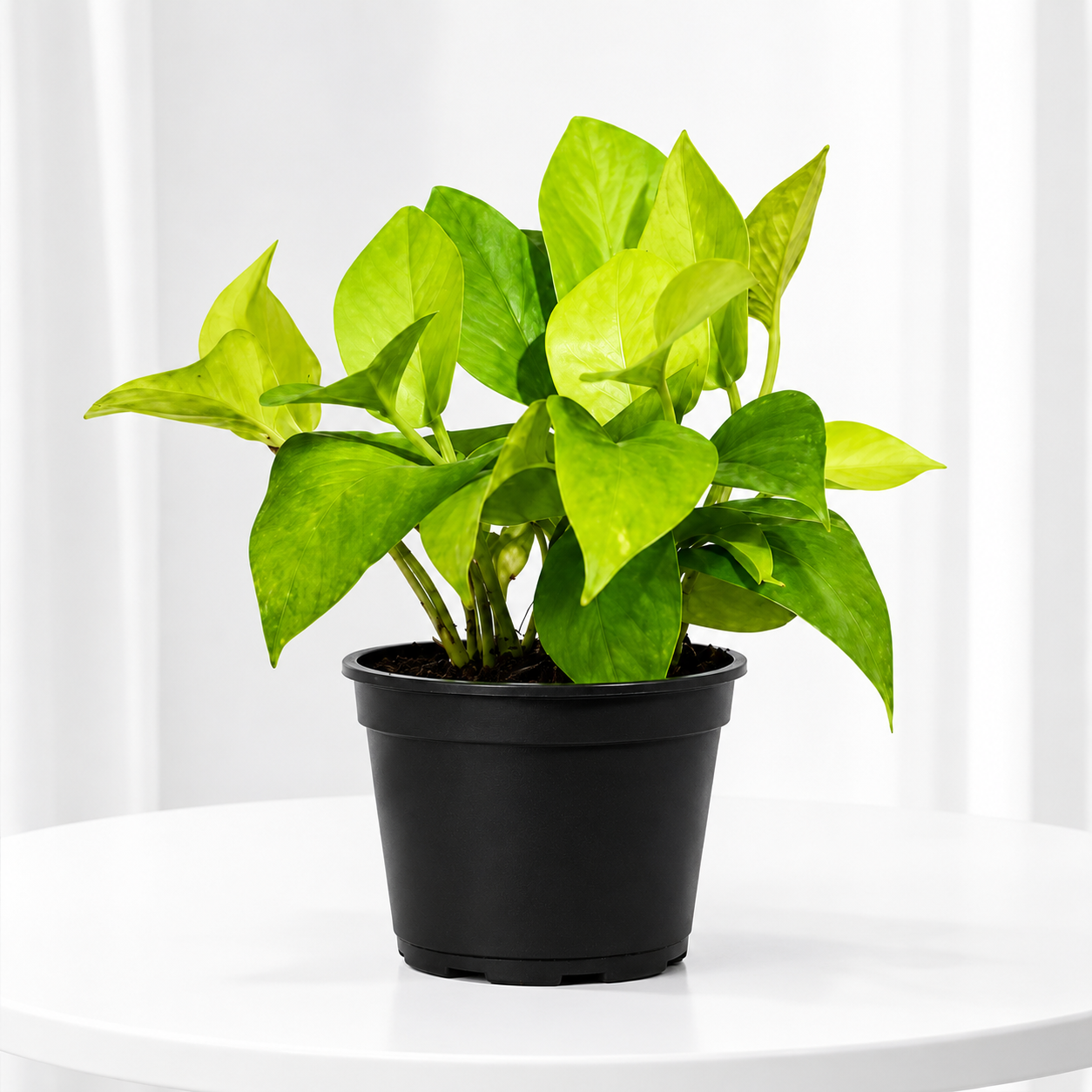 Money Plant (Epipremnum aureum) Live Plant for Indoor Home and Office Decor